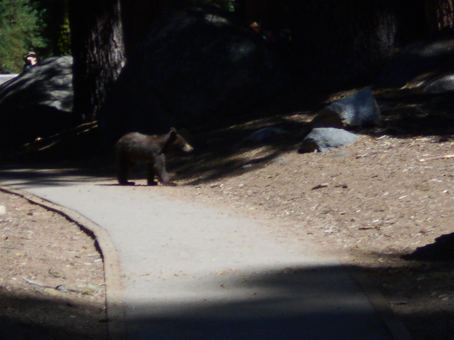 Black bear cub, Sequoia National Park, August 2014