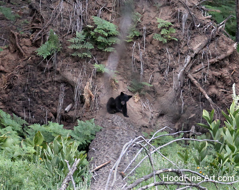 black bear cub (wild)
