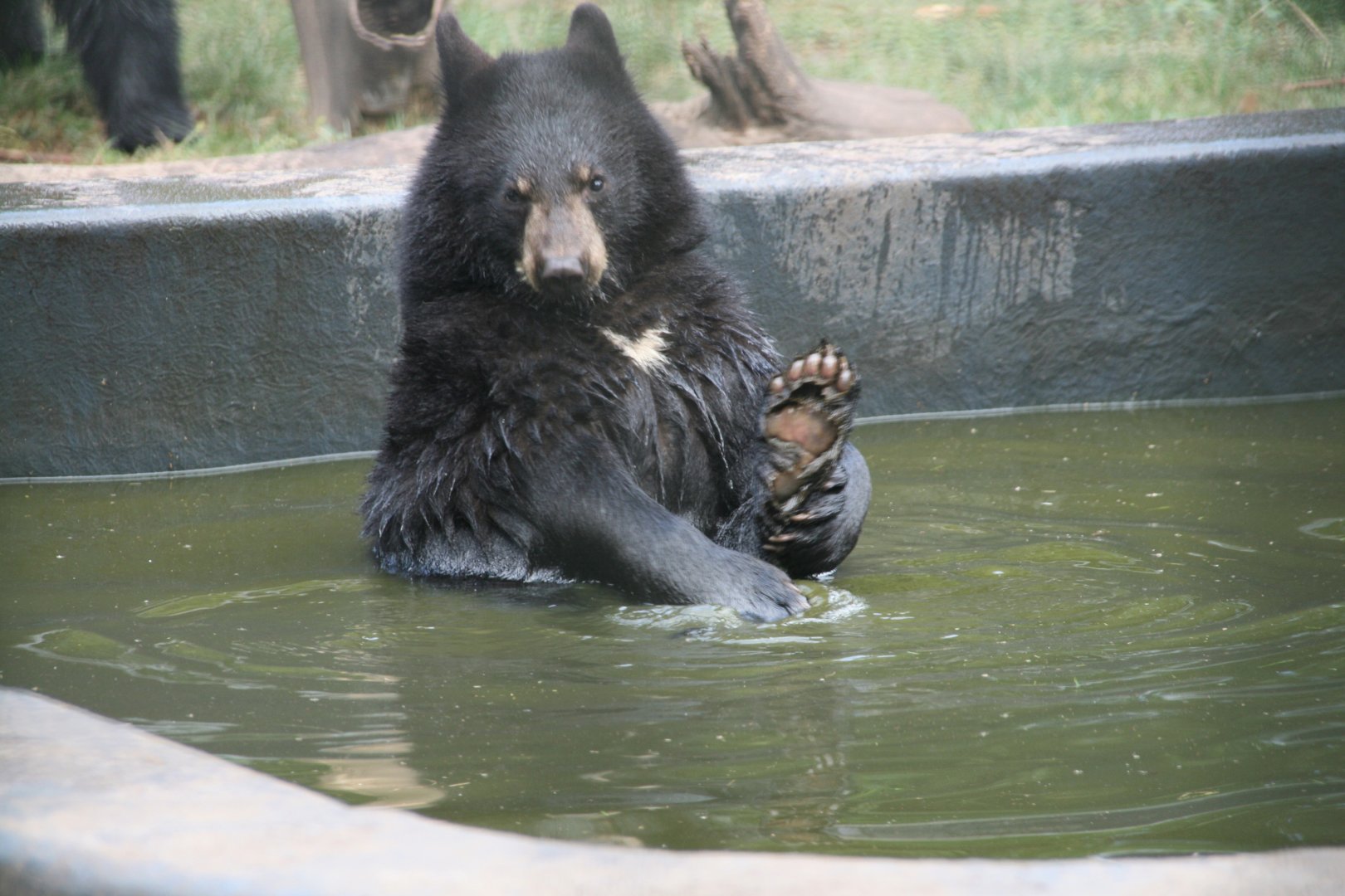 Black bear cub
