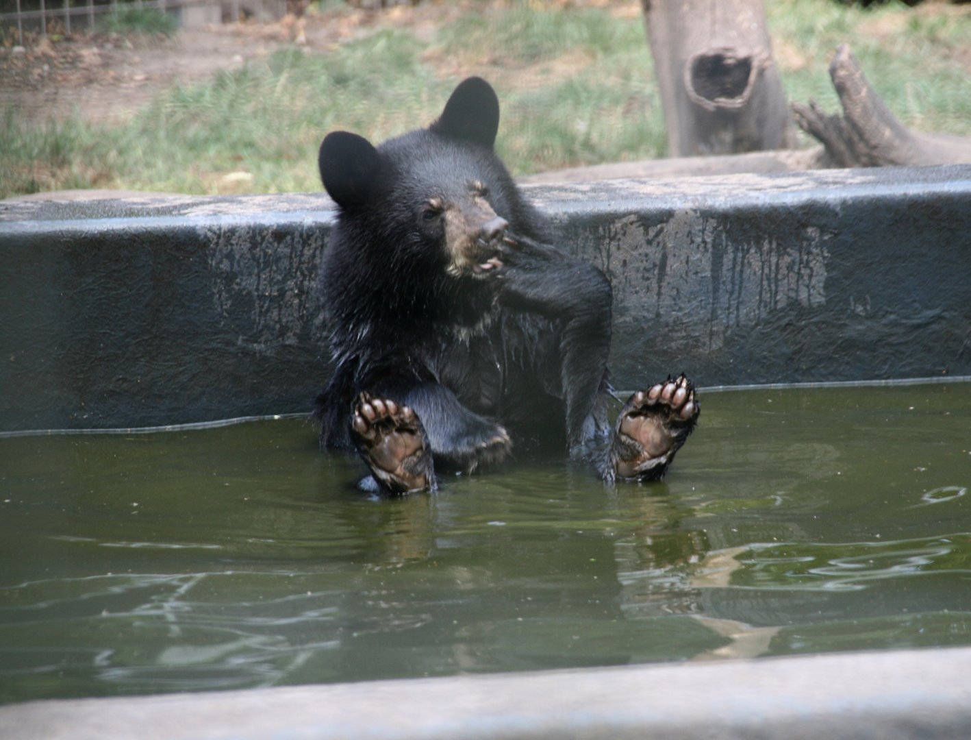 Black bear cub