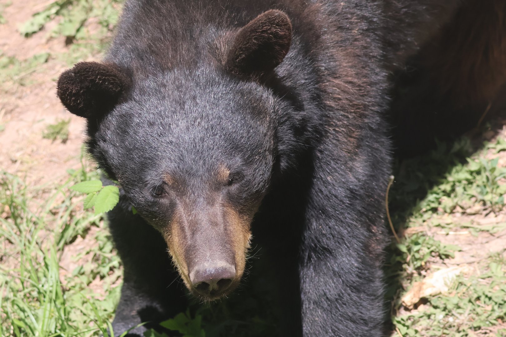 Black Bear Cub