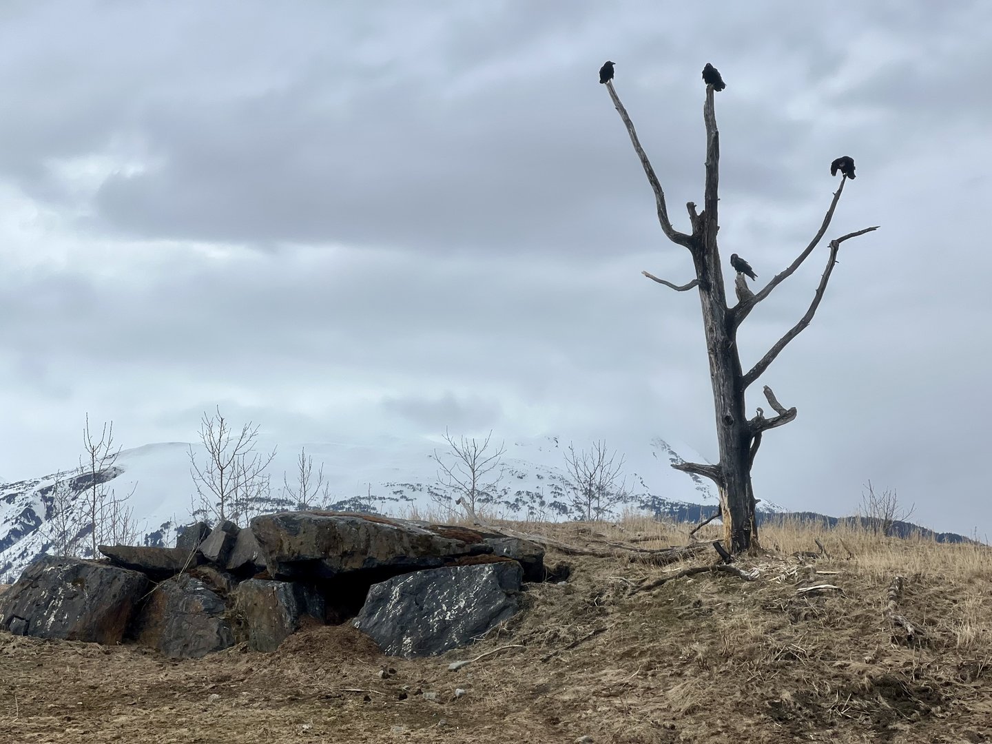 Black Bear Den and Raven tree.