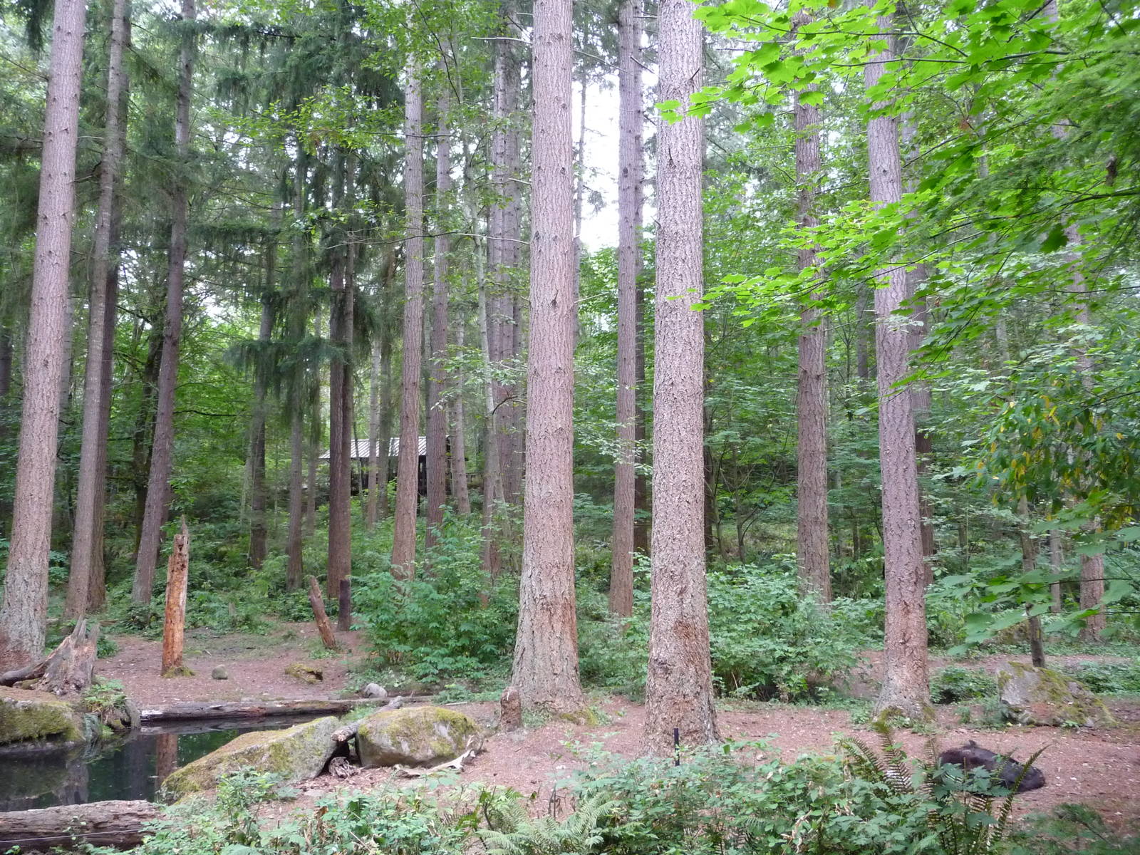 Black Bear Enclosure - Bear Asleep in Corner