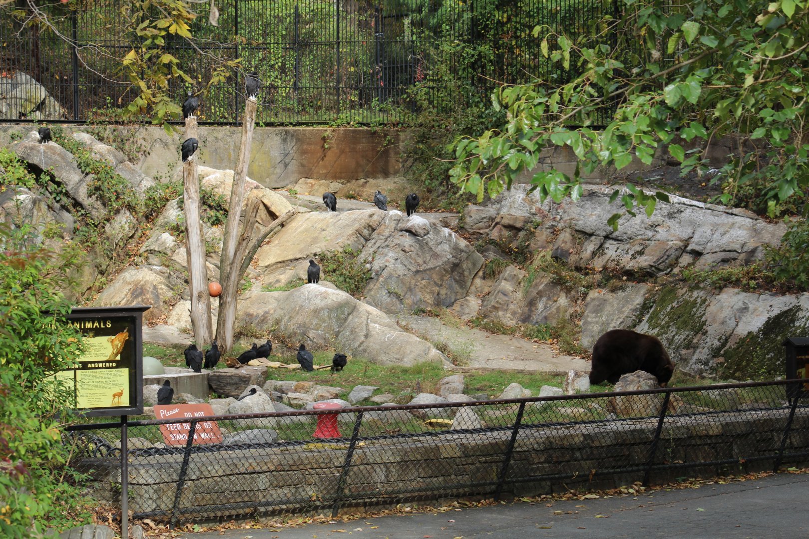 Black Bear Enclosure Part 1