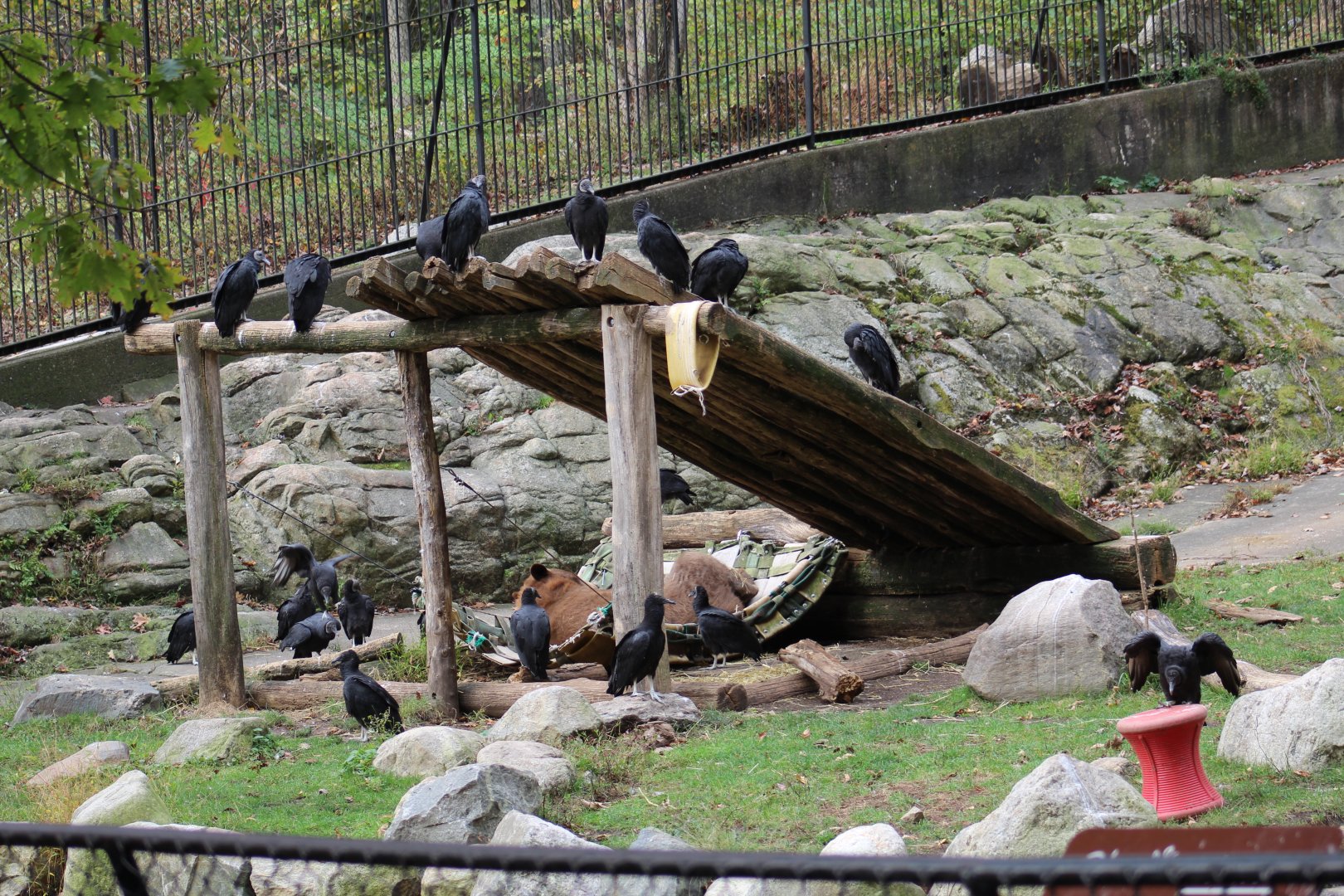 Black Bear Enclosure Part 2