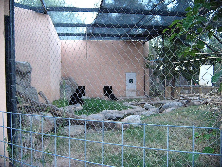 Black Bear Enclosure