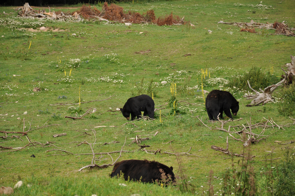 Black Bear Enclosure
