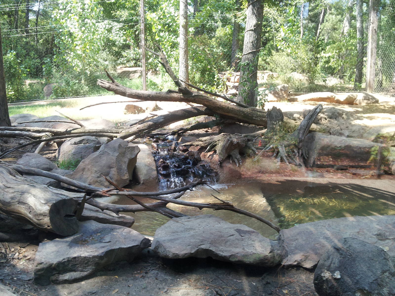 Black bear enclosure.