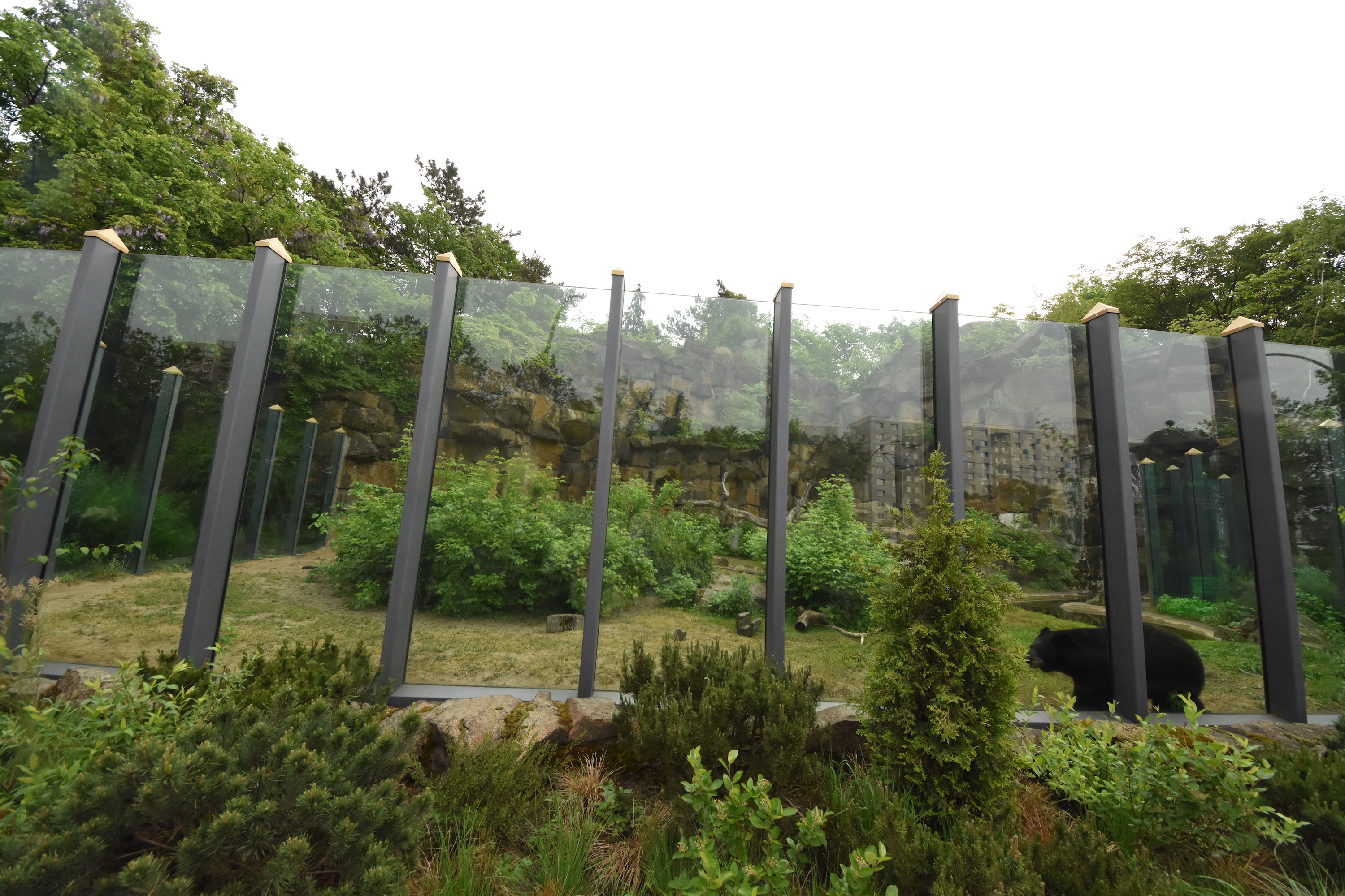 Black bear enclosure