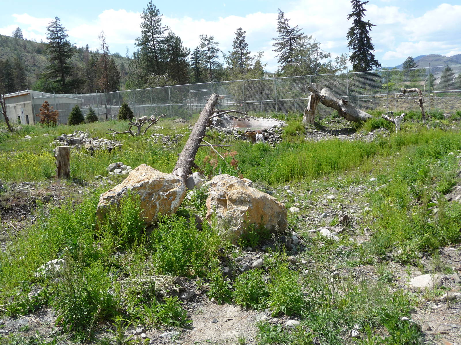 Black Bear Enclosure