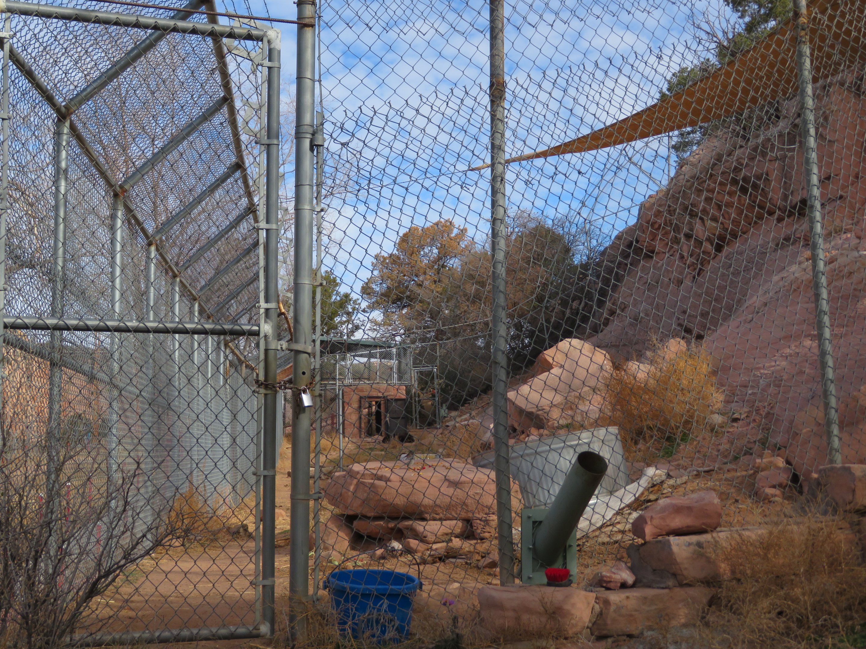 Black Bear Enclosure