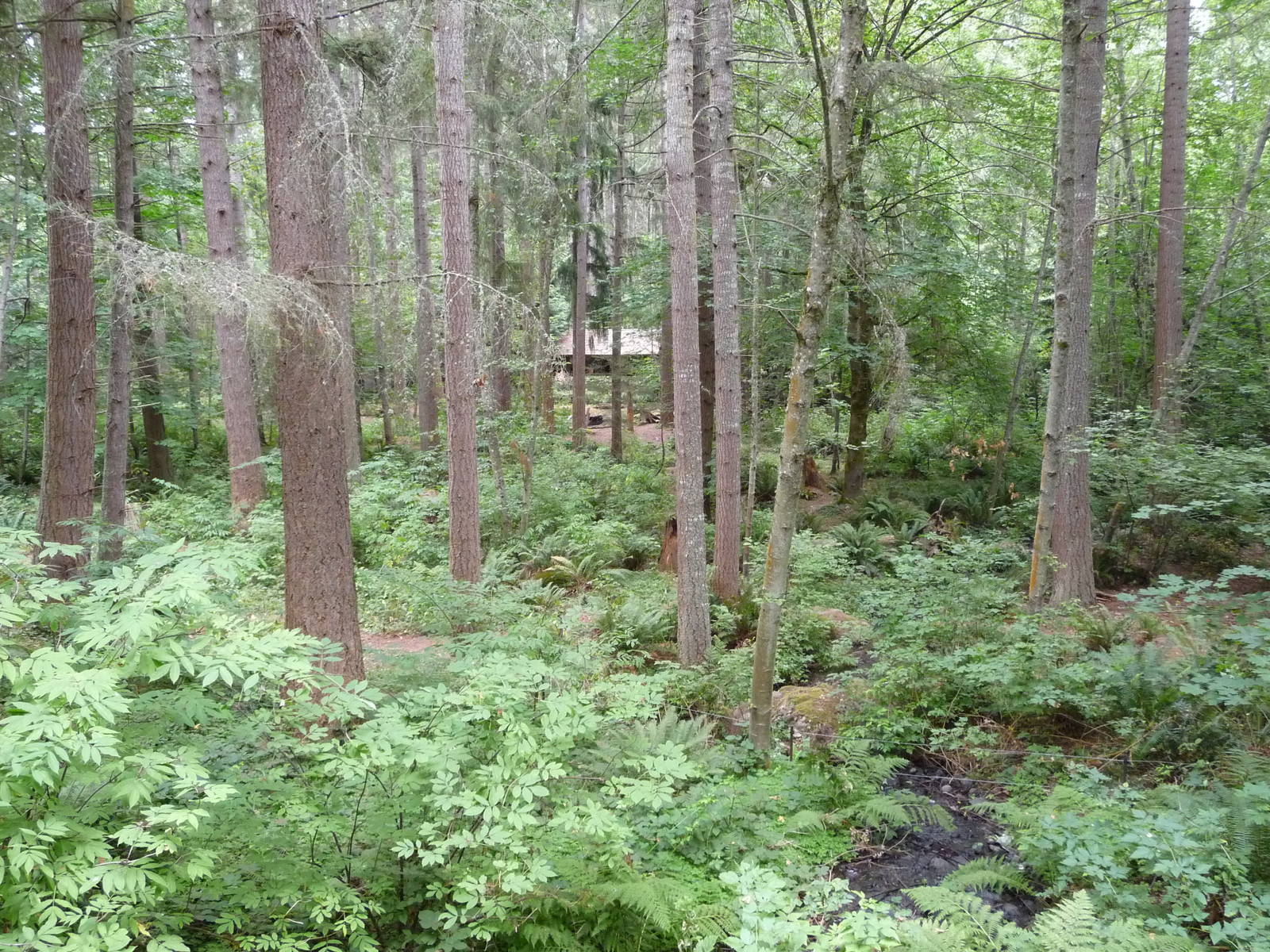 Black Bear Enclosure