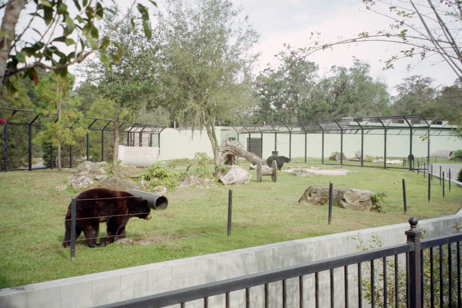 Black Bear Enclousre