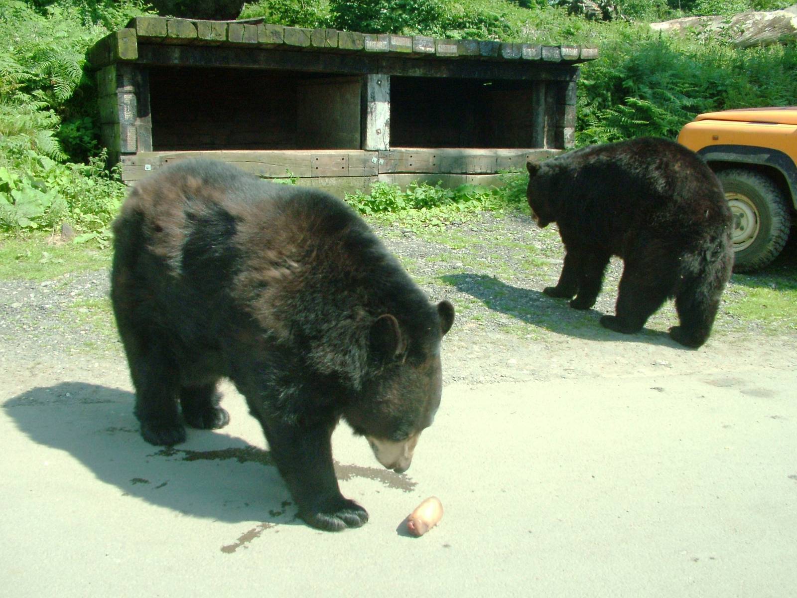 Black Bear Encounter at Woburn, 22/07/12