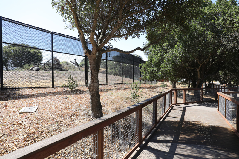 black bear exhibit 1