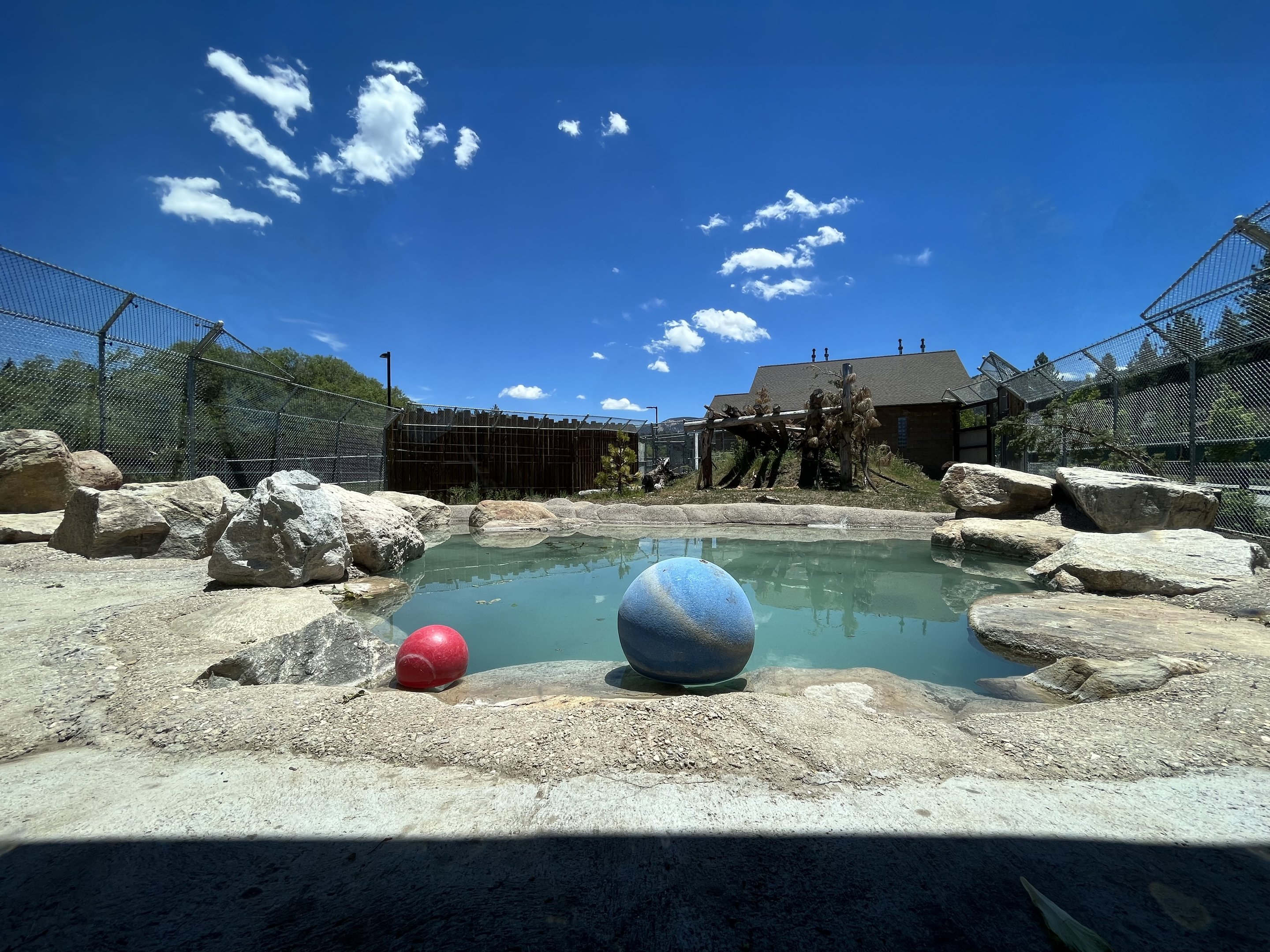 Black Bear Exhibit #1