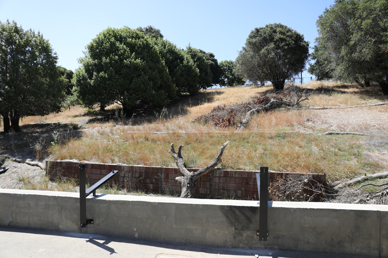 black bear exhibit 2