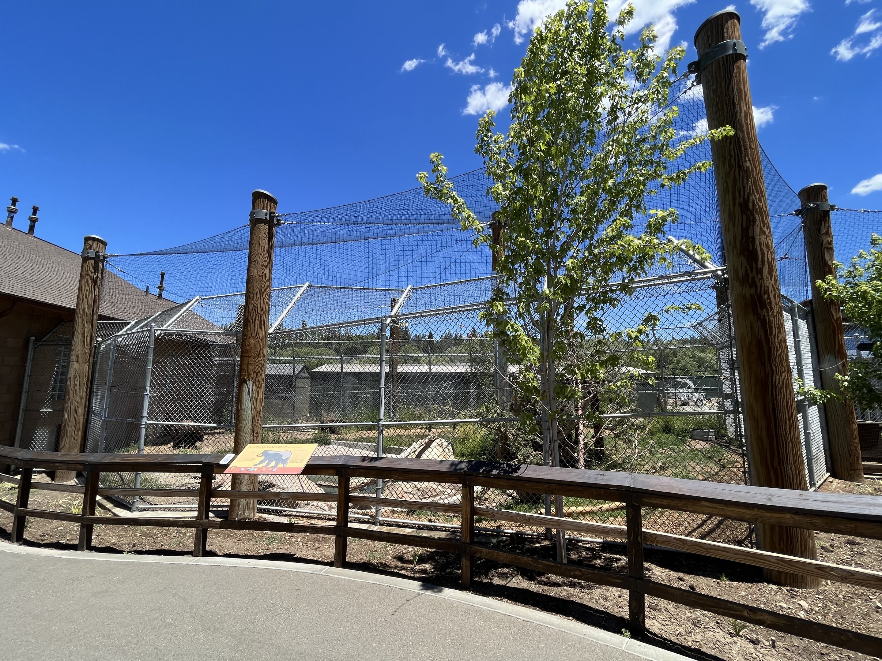 Black Bear Exhibit #2