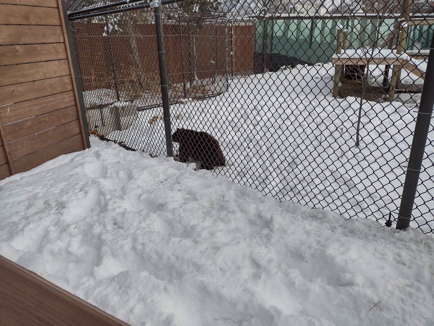 Black Bear Exhibit- Female Black Bear