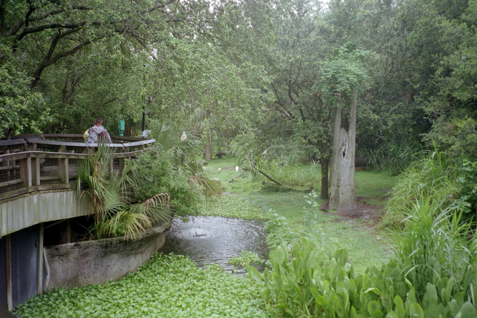 Black Bear Exhibit - Florida Wildlife Center
