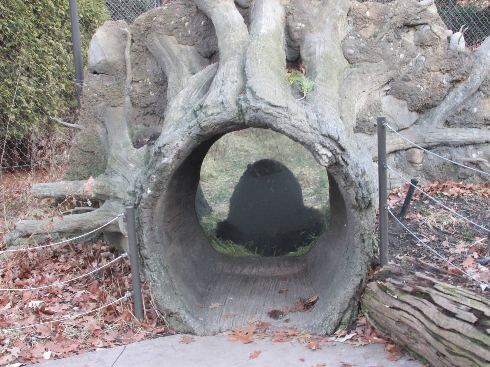 black bear exhibit lpz