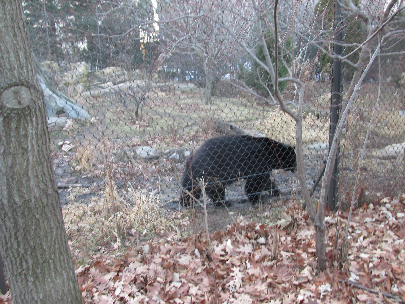 black bear exhibit lpz