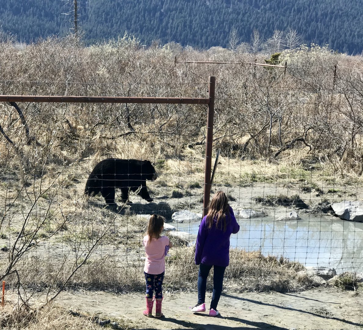 Black Bear Exhibit - May 2020