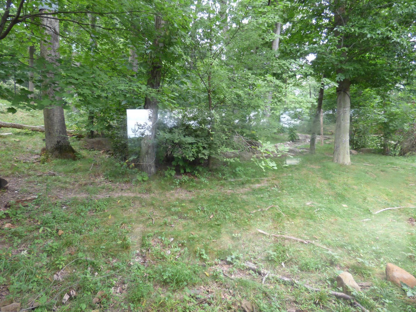 Black Bear Exhibit - Sept. 2018