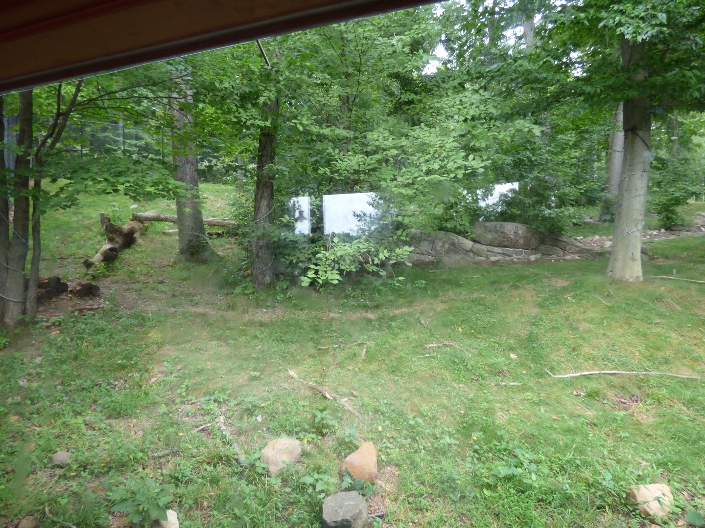 Black Bear Exhibit - Sept. 2018