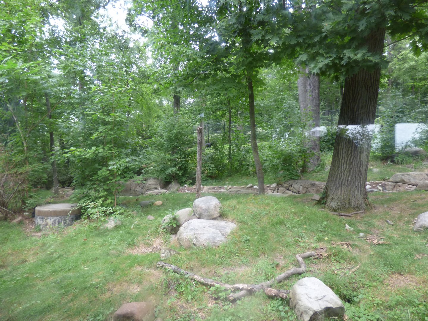 Black Bear Exhibit - Sept. 2018