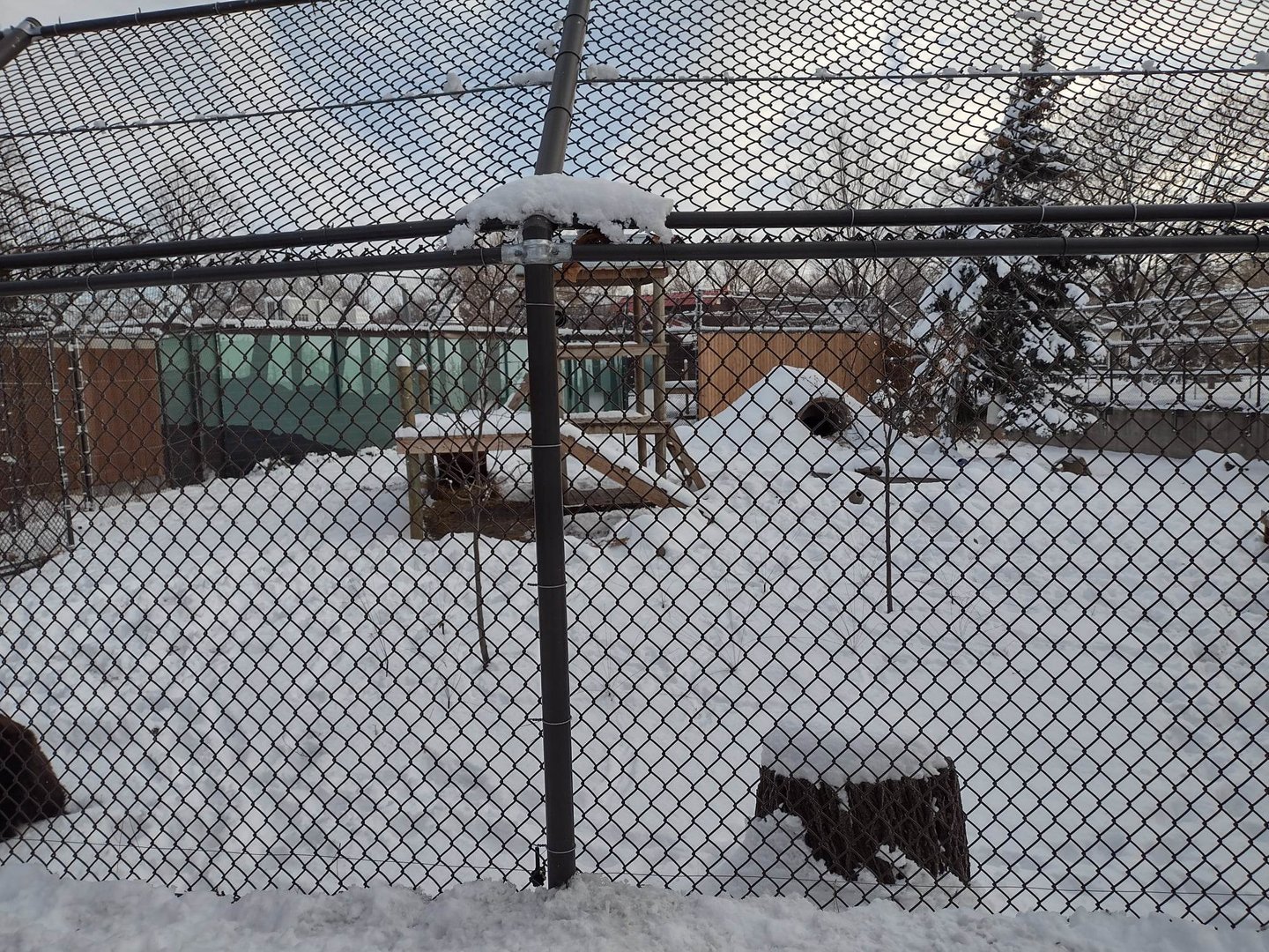 Black Bear Exhibit- Side View