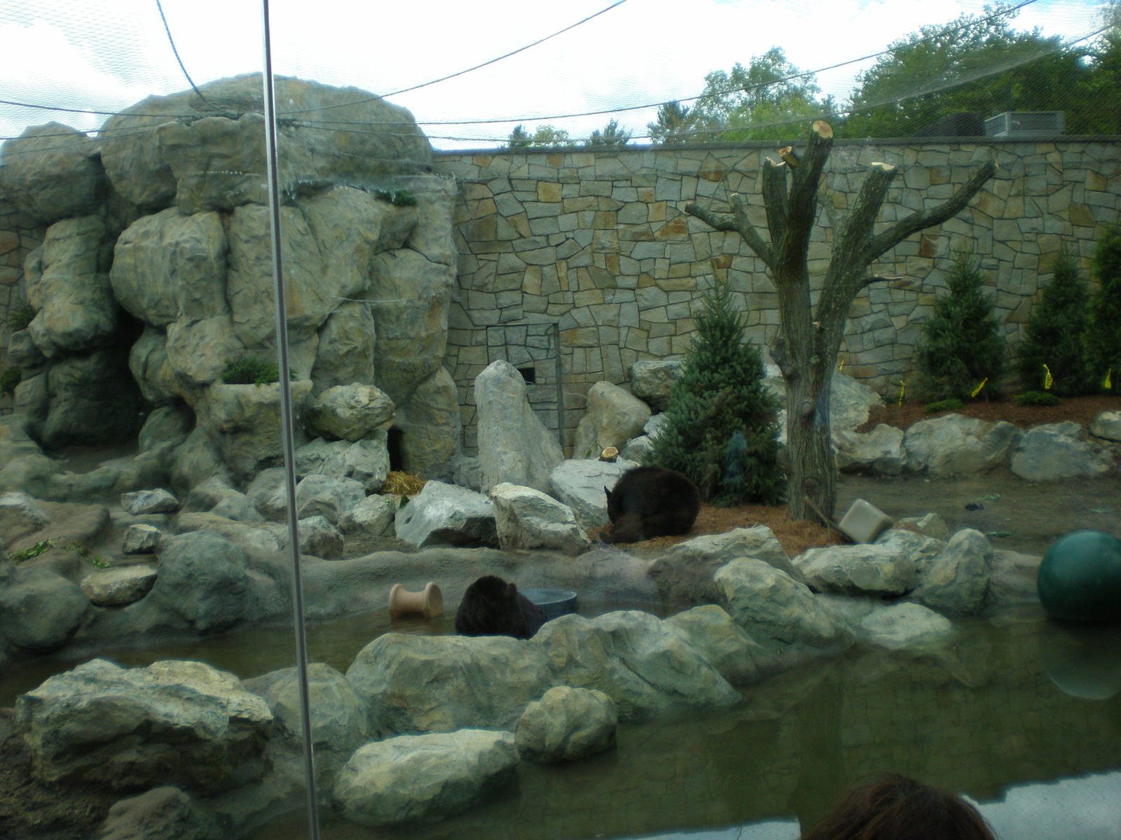 Black Bear Exhibit- Stone Zoo MAY08