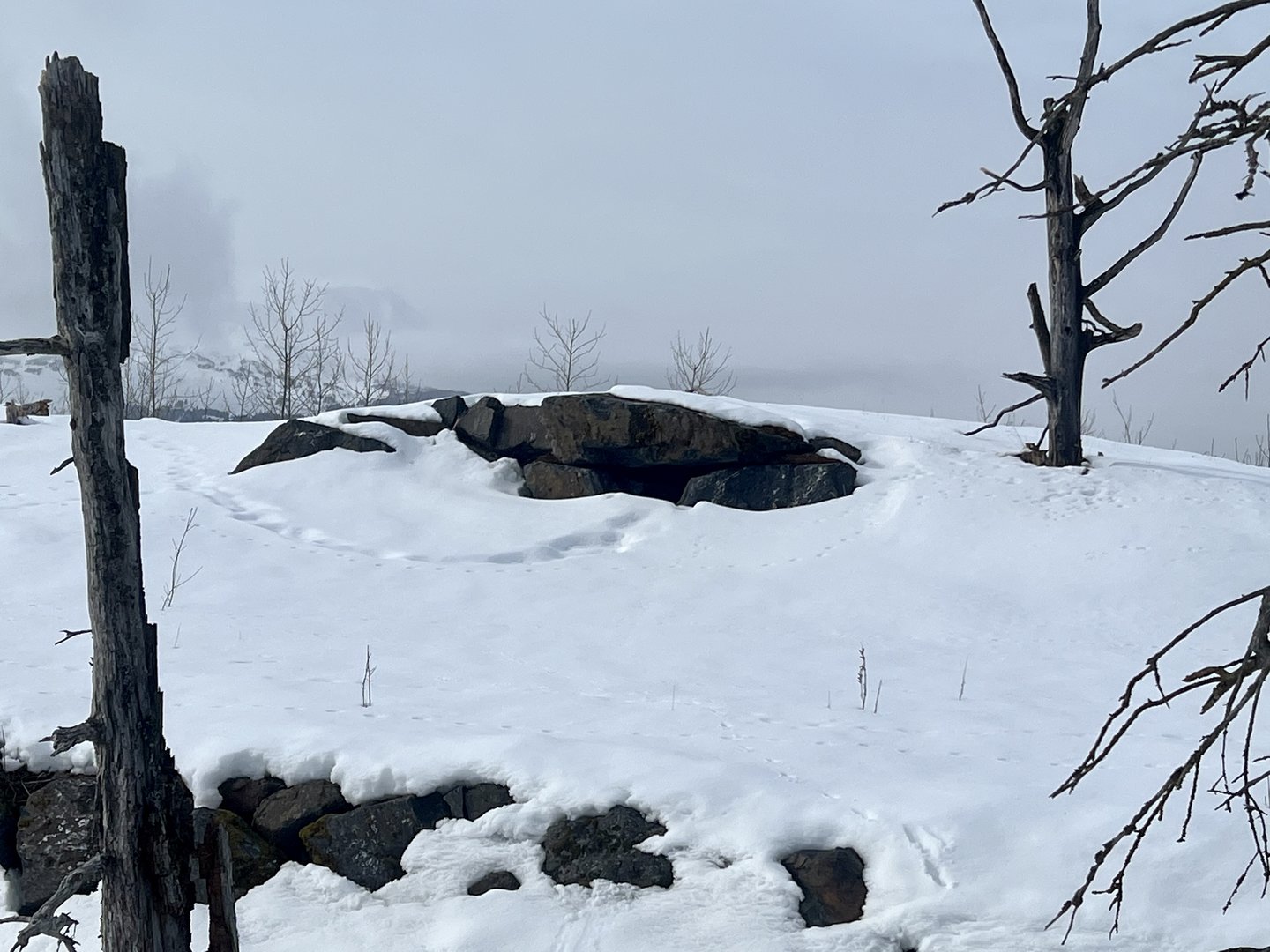 Black Bear exhibit with signs of activity