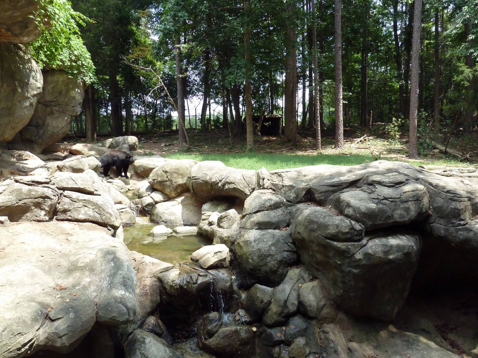 Black Bear Exhibit