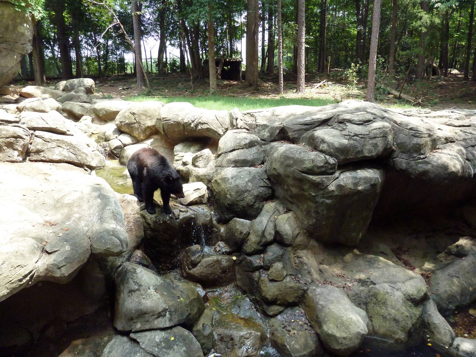 Black Bear Exhibit