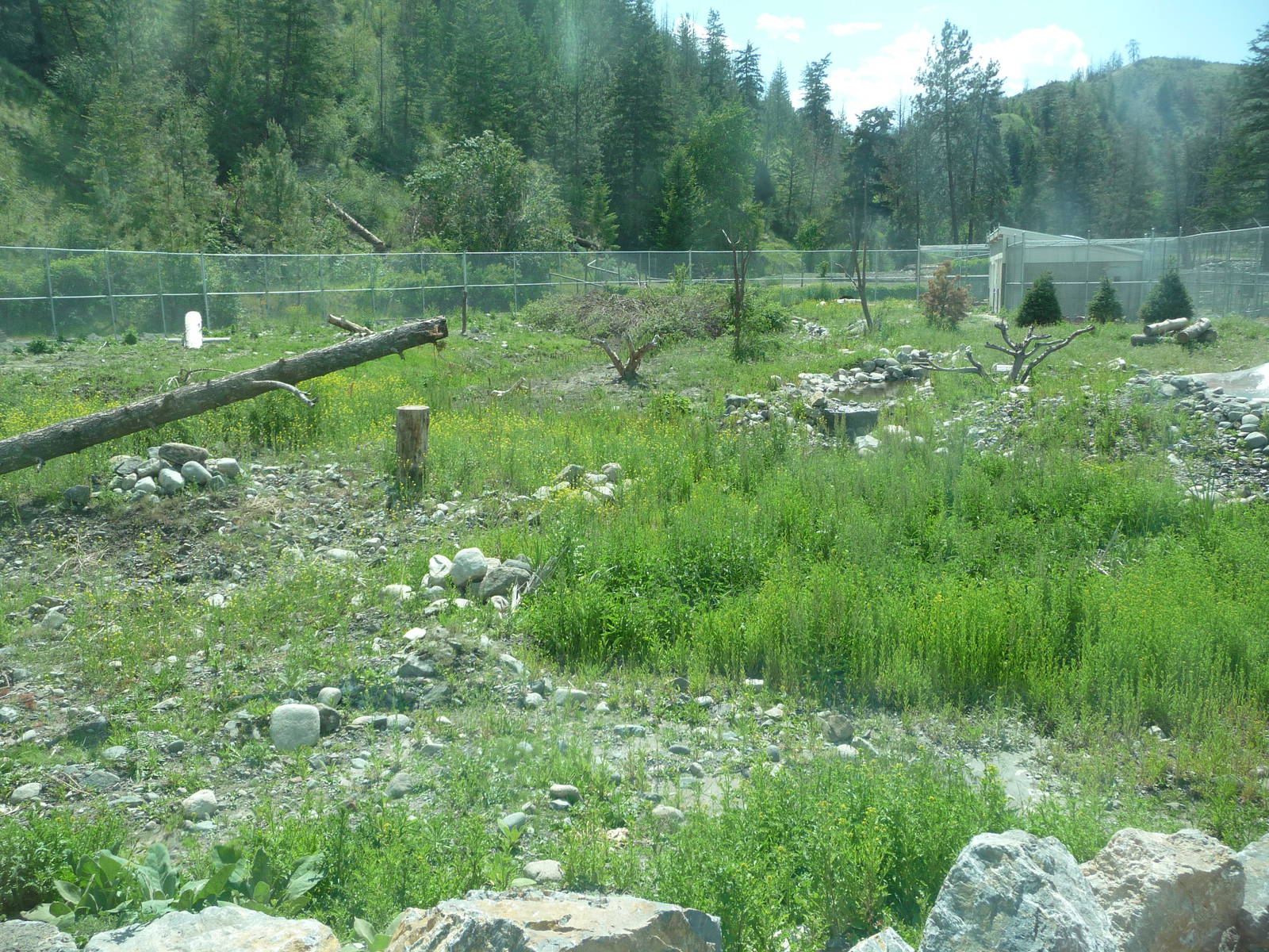 Black Bear Exhibit