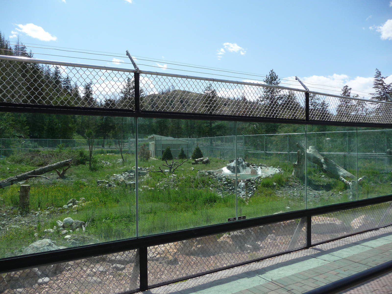 Black Bear Exhibit