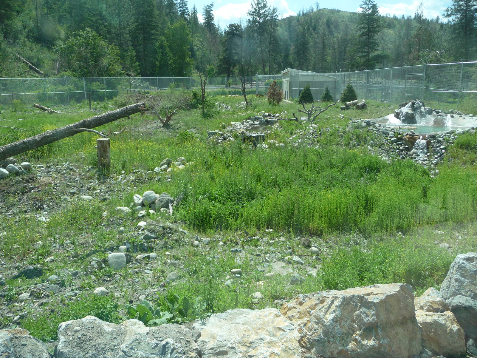 Black Bear Exhibit