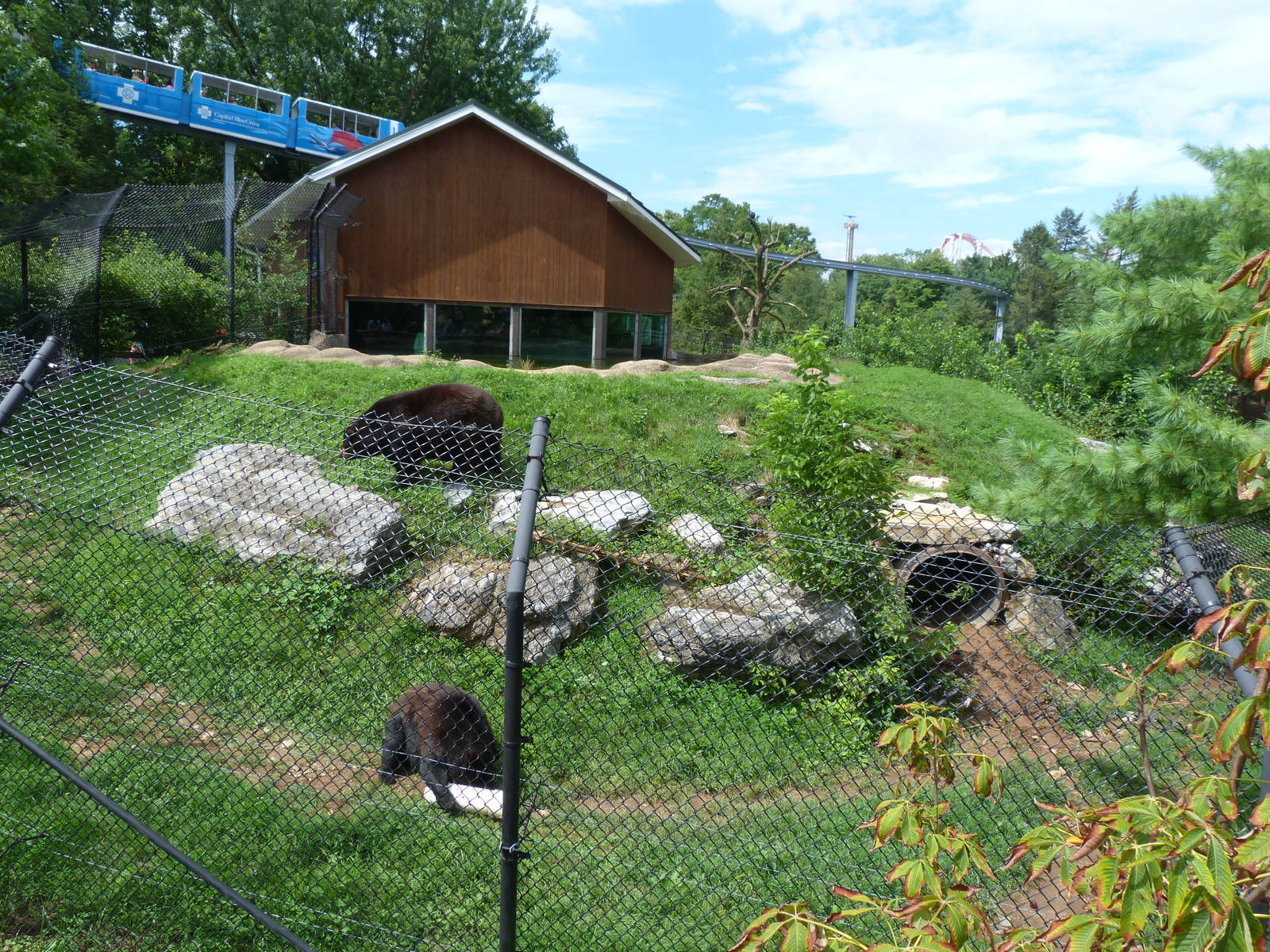 Black Bear Exhibit