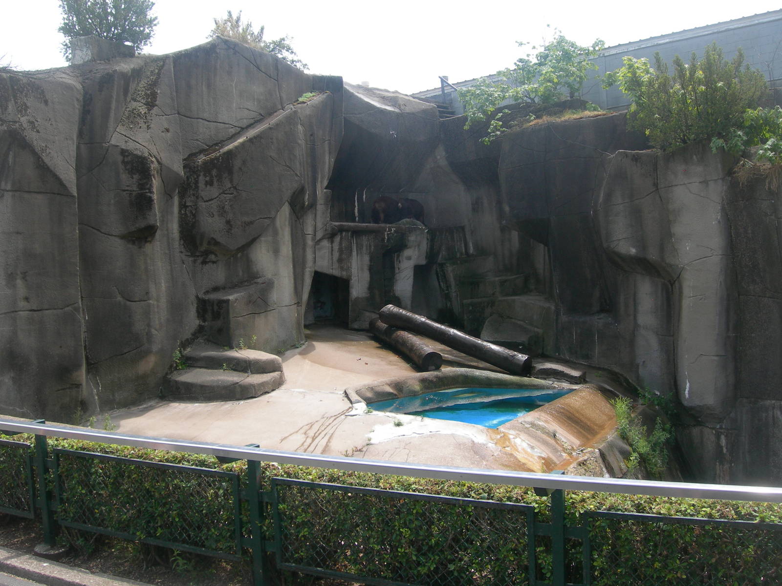 Black Bear Exhibit