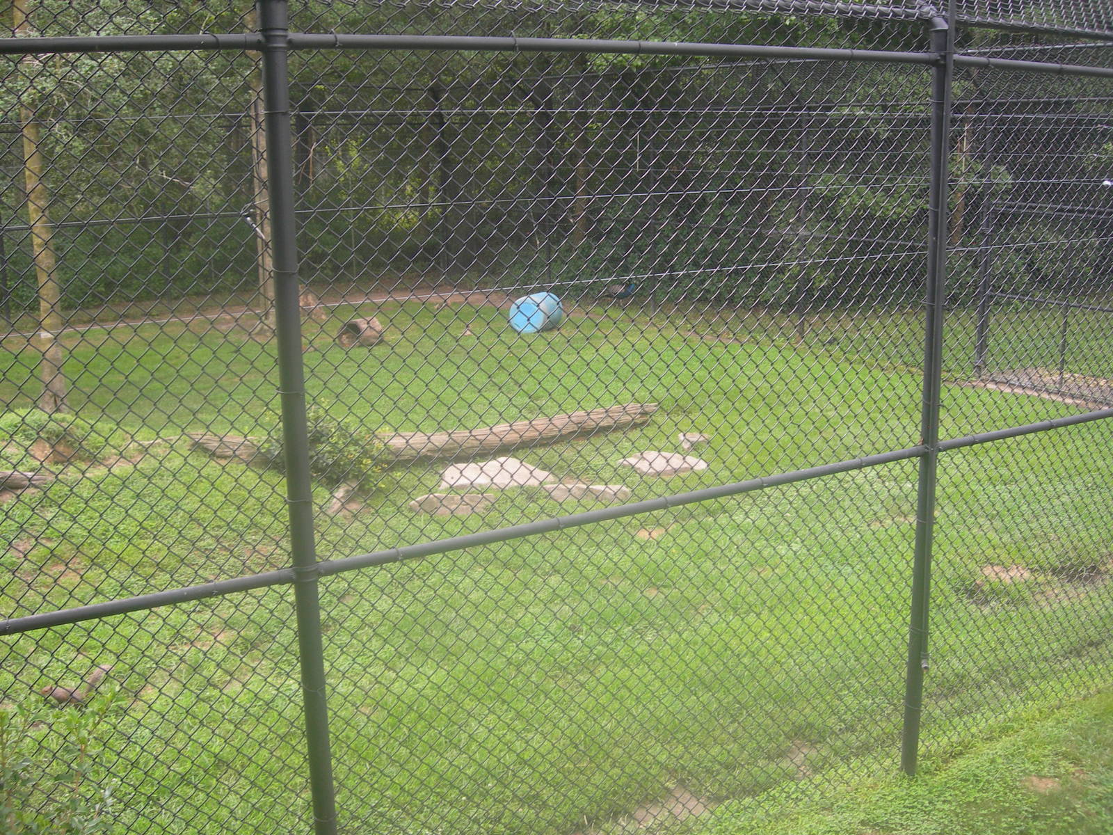Black Bear Exhibit