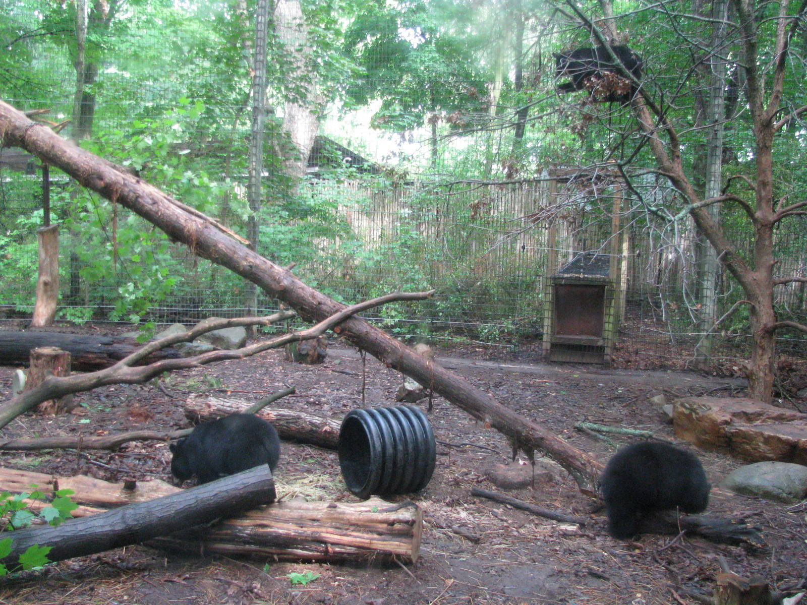 Black Bear Exhibit