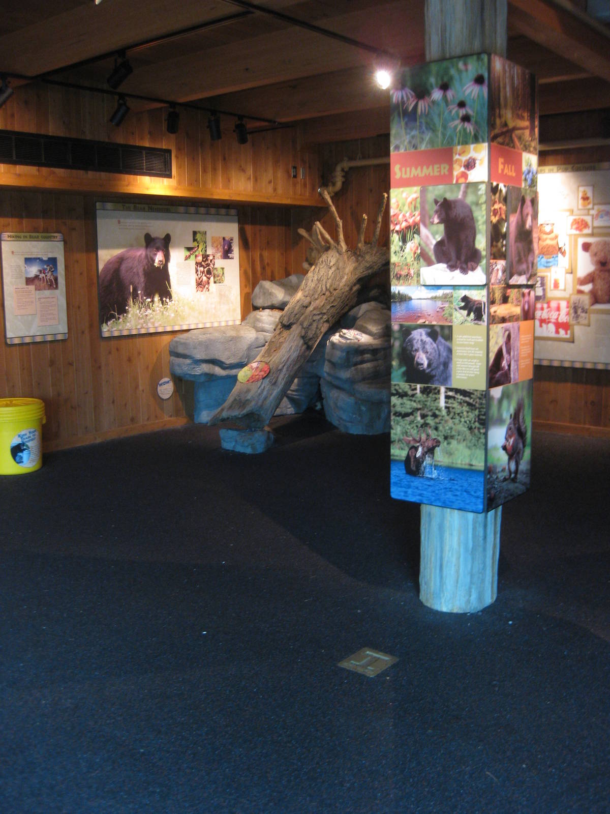 Black Bear Exhibit