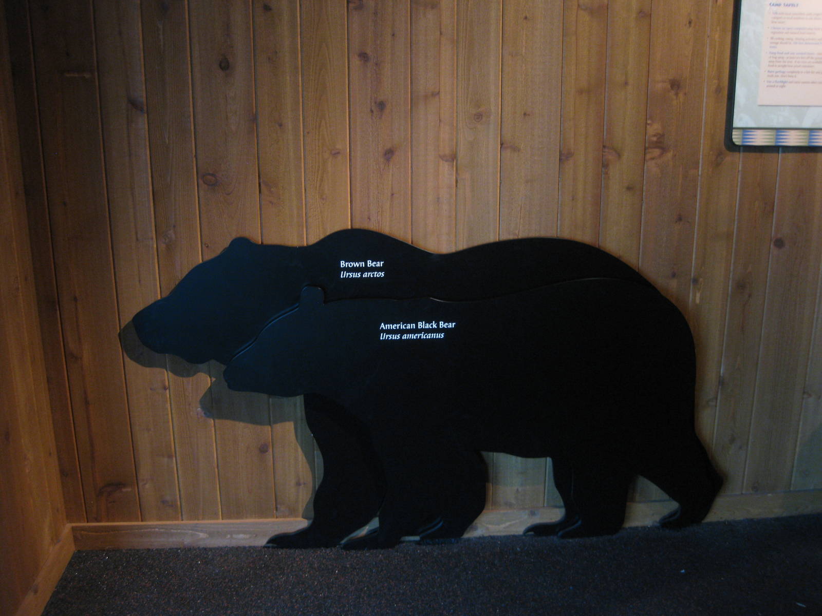 Black Bear Exhibit