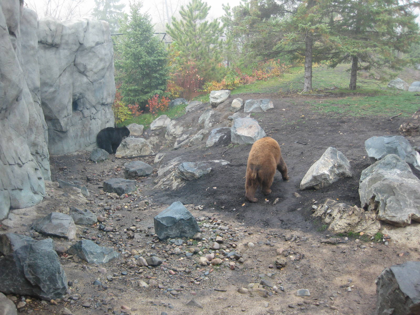 Black Bear Exhibit