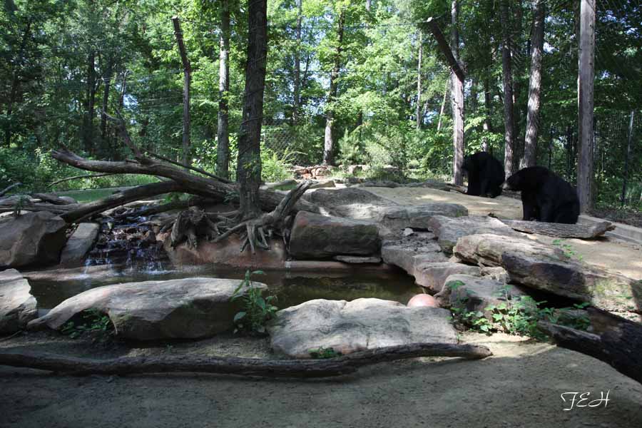 black bear exhibit