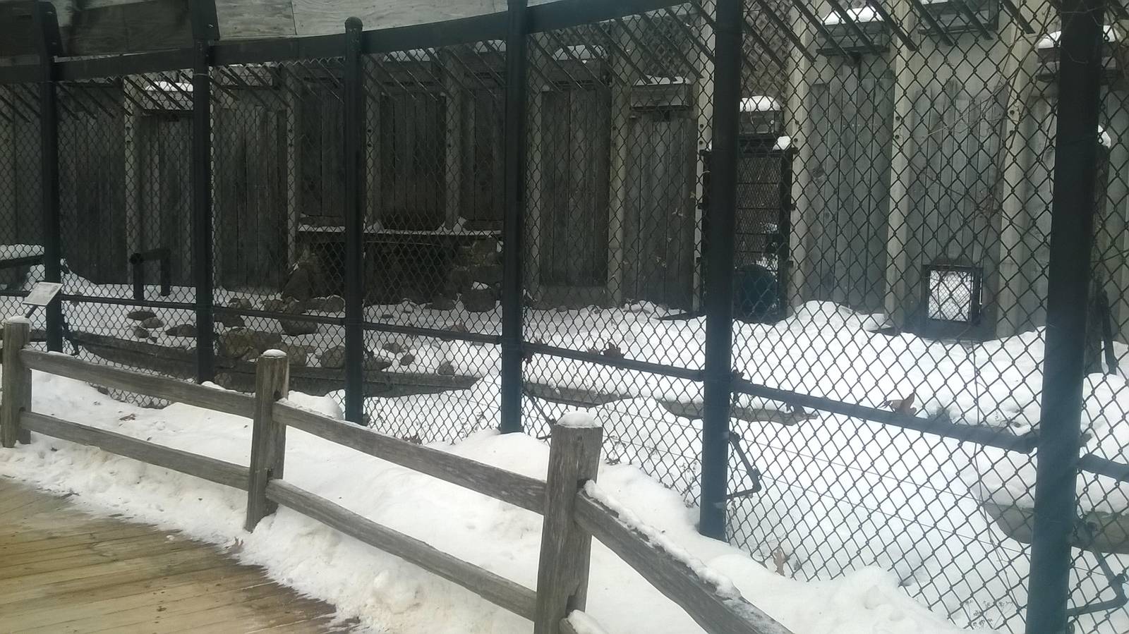 Black Bear Exhibit