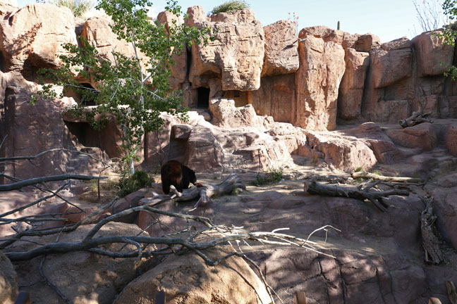 black bear exhibit