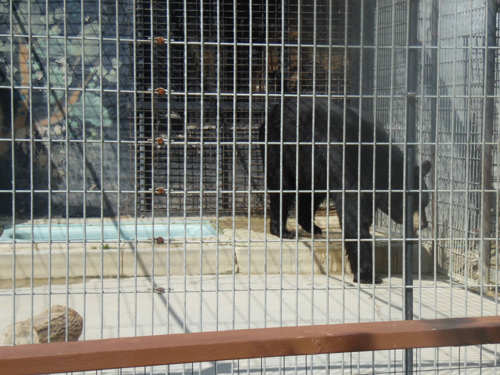 Black Bear Exhibit
