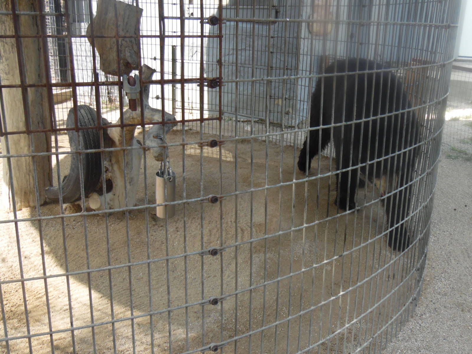 Black Bear Exhibit